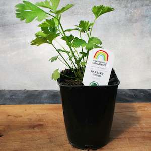 Herbs: Parsley Italian Flat Leaf Seedlings