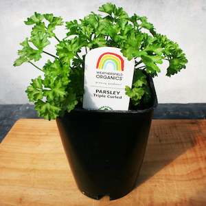 Herbs: Parsley Triple Curl Seedlings