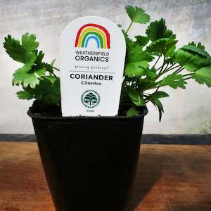 Coriander – Cilantro seedlings