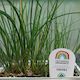 Chives Seedlings