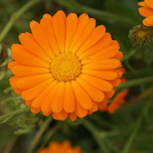 Herbs: Calendula – Pot Marigold Seedling
