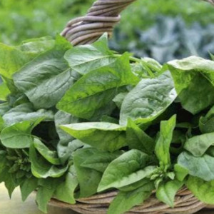 Cruciferous: Spinach Santana Seedlings
