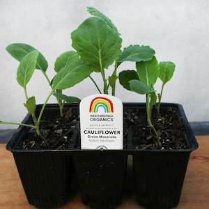 Cruciferous: Cauliflower Green Macerata Seedlings