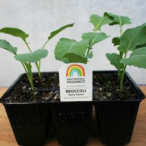 Cruciferous: Broccoli Tasty Stems Seedlings