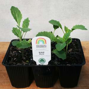 Cruciferous: Kale Cavolo Nero Seedlings