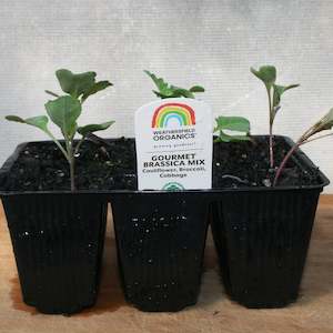 Cruciferous: Gourmet Brassica Mix Seedlings (Cauliflower, Broccoli, Cabbage)