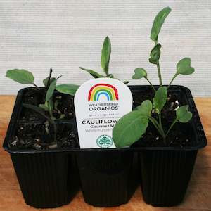 Cauliflower Gourmet Mix Seedlings (White, Green, Purple)