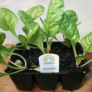 Cruciferous: Silverbeet Fordhook Giant Seedlings
