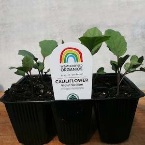 Cauliflower Violet Sicilian Seedlings