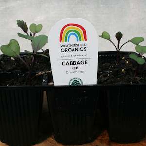 Cabbage Red Seedlings