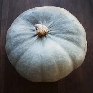 Marrow: Pumpkin Whangaparaoa Crown Seedling