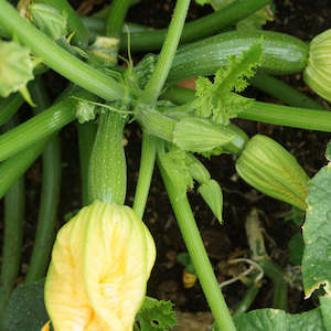 Marrow: Zucchini Black Beauty – Courgette Seedling