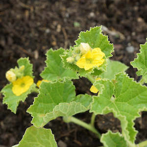 Marrow: Rock Melon Seedling