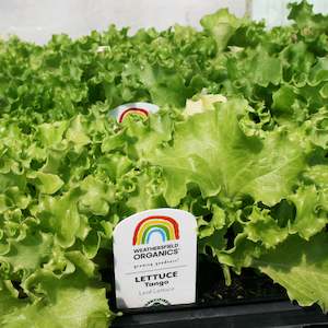 Lettuces: Lettuce Tango Seedlings
