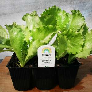 Lettuces: Lettuce Iceberg Seedlings