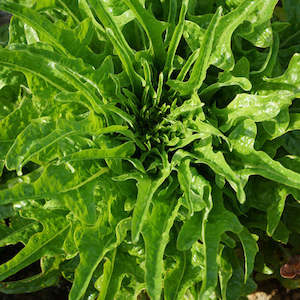 Lettuces: Lettuce Green Oak Leaf Seedlings