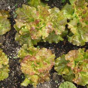 Lettuces: Lettuce Drunken Women Fringed Head Seedlings