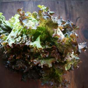 Lettuces: Lettuce Red Salad Bowl Seedlings
