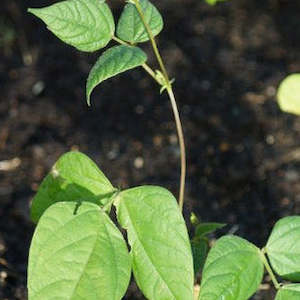 Peas And Beans: Bean Scarlet Runner Seedlings