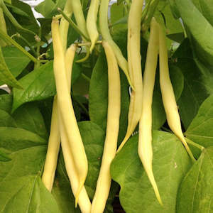 Peas And Beans: Bean Yellow Dwarf Seedlings