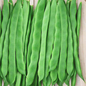 Peas And Beans: Bean Italian Flat Runner Seedlings