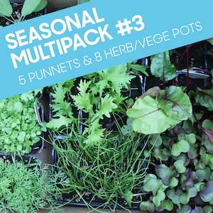 Top Spring Favourites 4 Pack: Seasonal Multipack #3: Five punnets, Eight herb/vege pots (13 seedlings for the price of 10)
