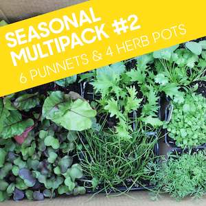 Top Spring Favourites 4 Pack: Seasonal Multipack #2: Six punnets and Four pots (Ten seedlings for the price of eight)