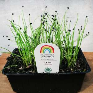 Leek Seedlings