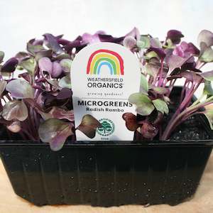 Microgreens Radish Rambo