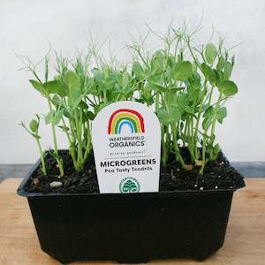 Microgreens Pea Tasty Tendrils