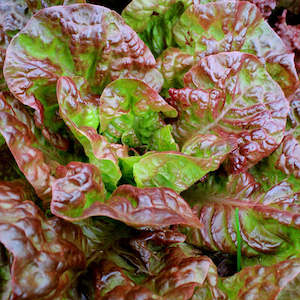 Autumn: Lettuce Four Seasons Seedlings
