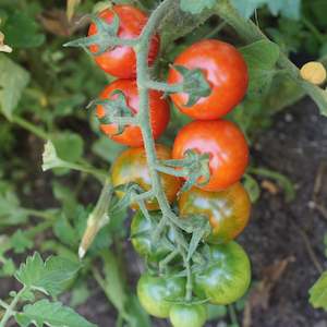 Nightshades 2: Tomato Bicolour Cherry Seedling