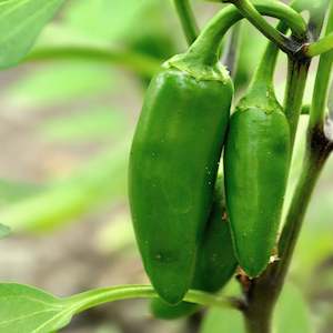 Nightshades 2: Chilli Jalapeño Early Seedling