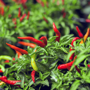Nightshades 2: Chilli Hot Thai Seedling