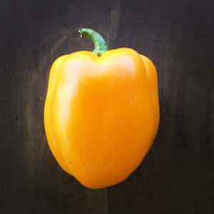 Capsicum Gold Seedling