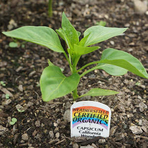Nightshades 2: Capsicum Red Seedling