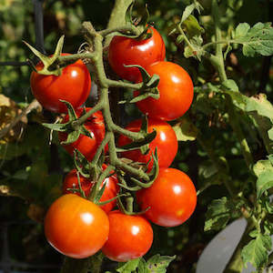 Tomato Moneymaker Seedling