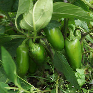 Nightshades 2: Chilli Habañero Red Seedling