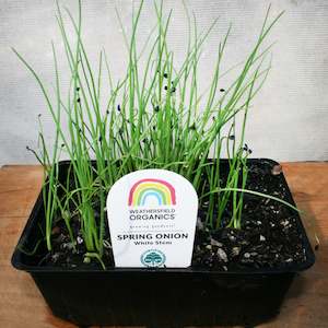 Onions: Spring Onion White Stem Seedlings