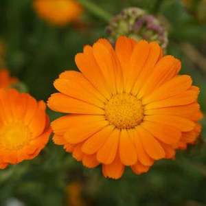 Herbs: Calendula - Pot Marigold Seedling