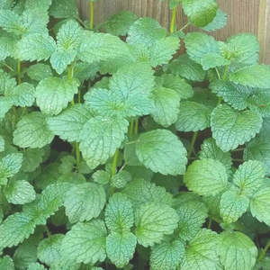 Herbs: Lemon Balm Seedlings