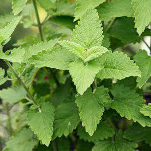 Herbs: Catnip Seedling