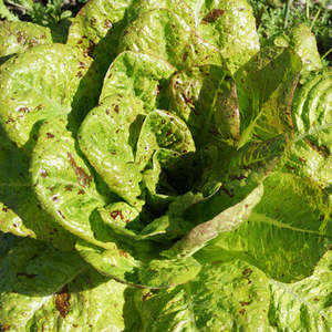 Lettuces: Lettuce – Freckles Seedlings