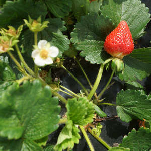 Strawberry (Heritage) Plant