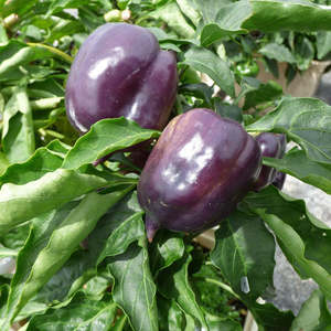 Capsicum Purple Seedling