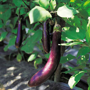 Eggplant Long Purple – Aubergine Seedling