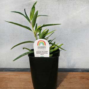 Swan Plant – Monarch Butterfly Plant Seedling