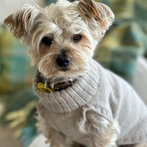 Just For Mum: Dog Jumpers
