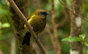 Products: 10% on Tiritiri Matangi Ferry with Explore Group