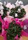 Cyclamen
